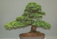 Bonsai di Pino coltivazione, potatura, legatura esposizione