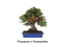 Bonsai di Piracanta, coltivazione, legature, rinvaso concimazione