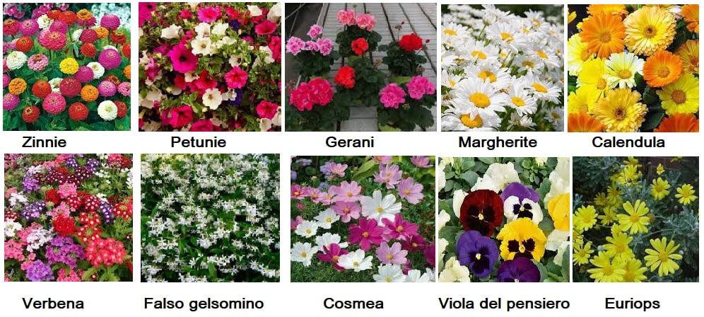 10 piante da fiore facili da coltivare