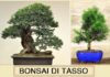 Bonsai di Tasso