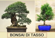 Bonsai di Tasso