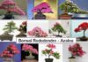 Bonsai di Rododendro e Azalea coltivazione, cure e malattie