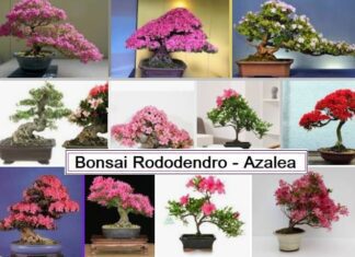 Bonsai di Rododendro e Azalea coltivazione, cure e malattie