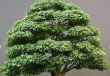 Bonsai di Quercia coltivazione, esposizione, cure e trapianti