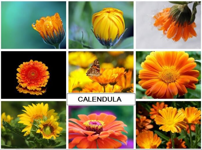 La Calendula dai fiori arancioni come coltivarla