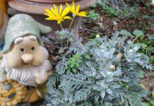 Euryops pianta con margherite gialle come coltivarla