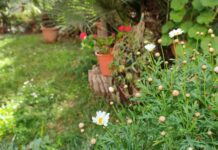 giardino fiori facili primavera estate