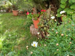 giardino fiori facili primavera estate