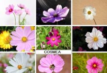 Cosmea pianta da fiore con margherite colorate tipi e coltivazione