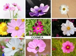 Cosmea pianta da fiore con margherite colorate tipi e coltivazione