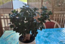 Bonsai da interno Ginseng