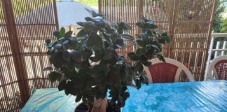 Bonsai da interno Ginseng