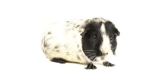 Cavia Dalmata la cavia rara