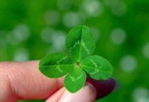 Cos'è la fortuna? quadrifoglio