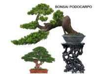 Bonsai di Podocarpo descrizione, coltivazione, potatura e legatura