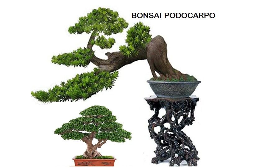 Bonsai di Podocarpo descrizione, coltivazione, potatura e legatura