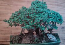 Bonsai di Carmona Microphylla descrizione, coltivazione, potature, legature della Fukien Tea