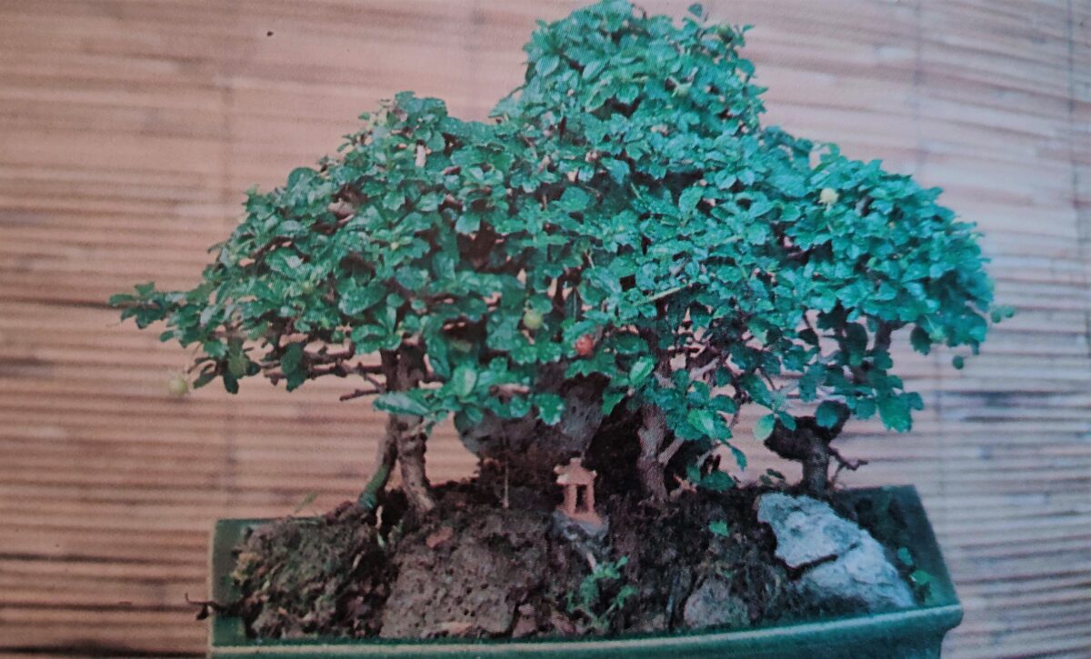 Bonsai di Carmona Microphylla descrizione, coltivazione, potature, legature della Fukien Tea