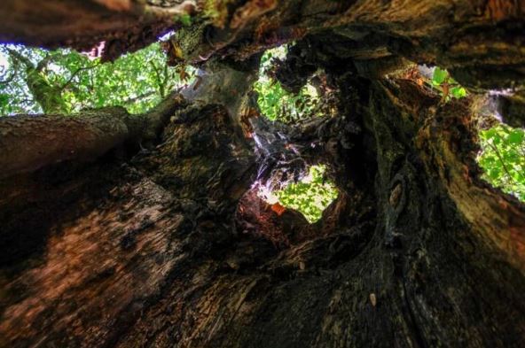 Leccio cavo di circa 300 anni nel Bosco del Sasseto di Acquapendente