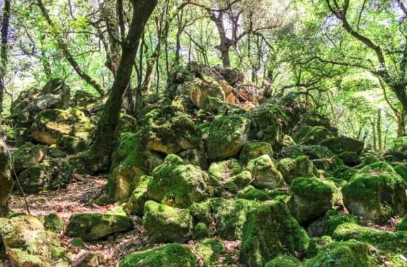 Bosco del sasseto e pietre laviche