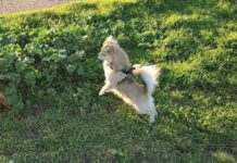 chihuahua pelo lungo