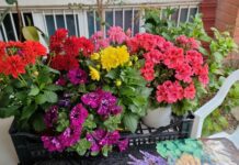 Come irrigare il giardino e balcone fiorito in primavera