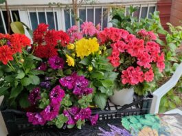Come irrigare il giardino e balcone fiorito in primavera