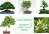 Murraia bonsai o bonsai della seta murraya paniculata
