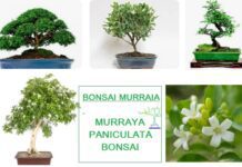 Murraia bonsai o bonsai della seta murraya paniculata