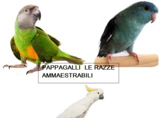 Come rendere un pappagallo domestico: razze più adatte