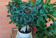 Bonsai e concimazione: come e quando concimare