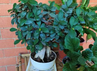 Bonsai e concimazione: come e quando concimare Bonsai e concimazione: come e quando concimare