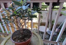 Dove collocare i bonsai: Quali sono le posizioni giuste per i bonsai?