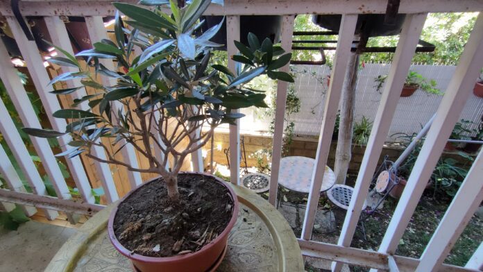 Dove collocare i bonsai: Quali sono le posizioni giuste per i bonsai?