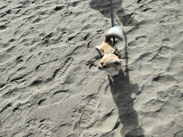 Cani al mare, come proteggerli dal caldo e dall'acqua salata? Sabbia, caldo e sale