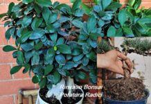 Bonsai rinvaso e potatura delle radici