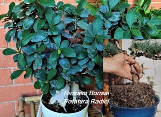 Bonsai rinvaso e potatura delle radici Bonsai rinvaso e potatura delle radici