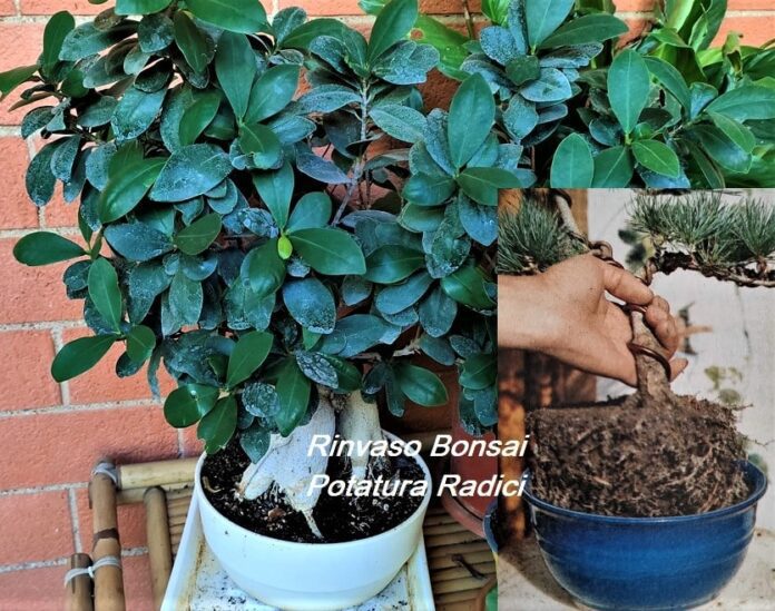 Bonsai rinvaso e potatura delle radici