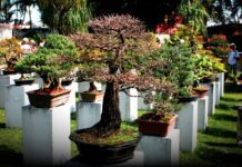 Come Potare i Bonsai