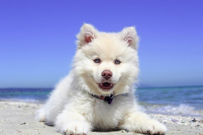 Posso portare il mio cane in spiaggia? Vacanze con il cane regione per regione
