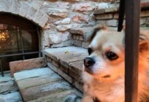 Come gestire un cane pauroso: tecniche di addestramento