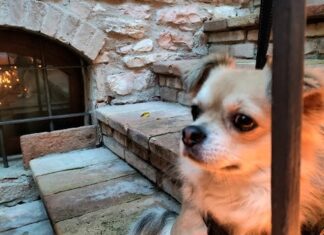 Come gestire un cane pauroso: tecniche di addestramento Come gestire un cane pauroso: tecniche di addestramento