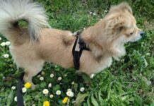 Cane indisciplinato cosa fare?