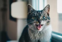 Gatti adulti e perdita dei denti, cause e cure