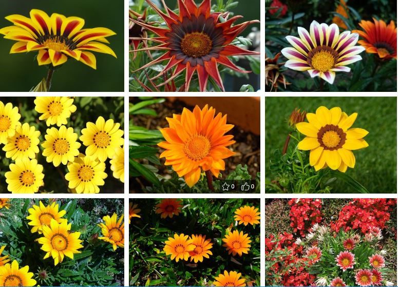 Gazania