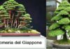 Bonsai Cryptomeria del Giappone come coltivarla e prezzo