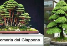 Bonsai Cryptomeria del Giappone come coltivarla e prezzo