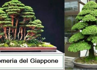 Bonsai Cryptomeria del Giappone come coltivarla e prezzo