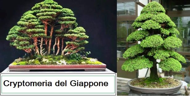 Bonsai Cryptomeria del Giappone come coltivarla e prezzo