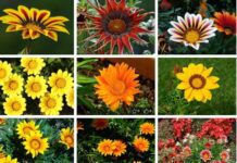 Gazania